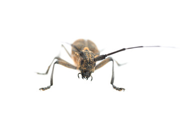 Longhorn beetle or longicorn