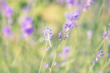 Lavender violet flowers on field