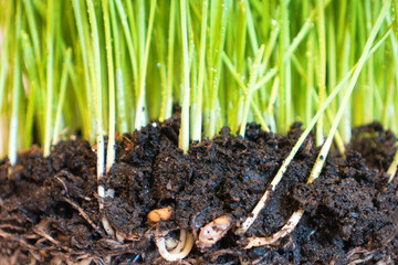 Green grass with water drops and roots