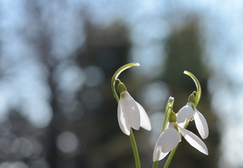 Closeup of white blossoming common snowdrop or Galanthus nivalis plants growing from bulbs. Springtime is coming soon now.