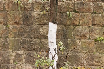 Isolated painted tree and brick wall background (Kunming, Yunnan, China)