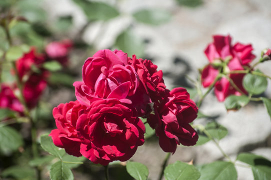 Blooming purple red rose flower bush closeup on paved park surface as natural floral background