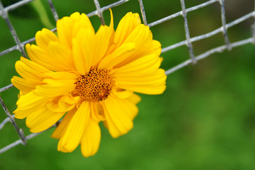 Yellow flower inserted into a metal grid on the background of the sky and grass