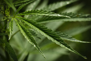 Marijuana foliage background photo. Bush cannabis closeup top view