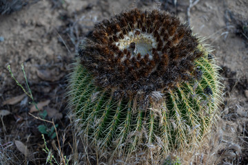 Cactus