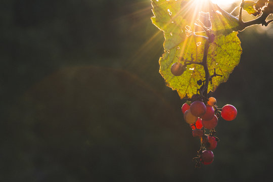 Close-up of grapes growing on tree at vegetable garden
