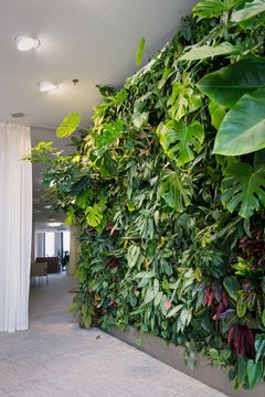 Living green wall with flowers and plants, vertical garden indoors under artificial lighting