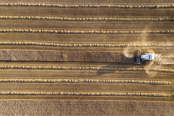 A combine harvester is harvesting grain crops on a cornfield in the evening sun seen from above