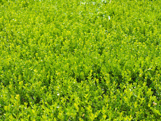 Buxus sempervirens, European box, or boxwood, is a species of  evergreen shrub. Hedge, landscape design background. Green branches of boxwood in bright sunlight. Selective focus