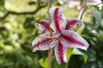 Stargazer Lily