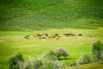 A herd of cows in the pasture.