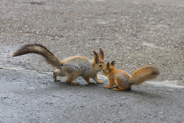 Squirrel and her child, a little squirrel on the pavement in the city Park in the summer