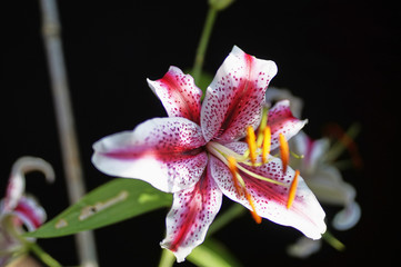 Stargazer Lily © RH