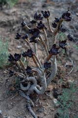 Succulent plant