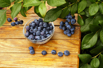 Blueberry fruit collected straight from the bush