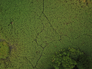 Pond