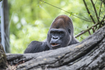 Gorilla Headshot [DSC3420]