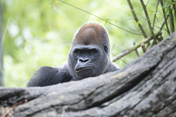 Obraz premium Gorilla Headshot [DSC3421]