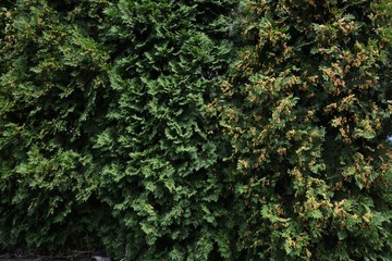 Young seeds of Thuja occidentalis