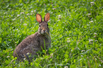 wild rabbit #1