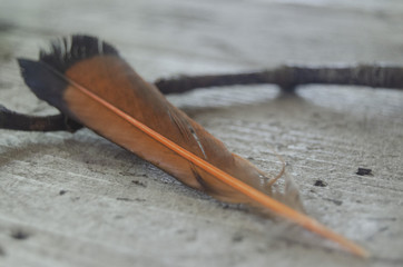 northern flicker feather on a stick on an old table