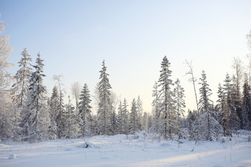 Fototapeta na wymiar nature landscape winter forest frosted