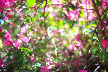 Pink flowers on the branches