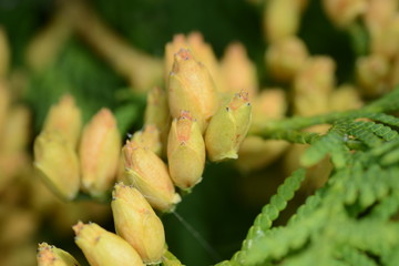 Young seeds of Thuja occidentalis