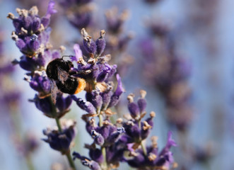 Bumble bee in lavender flower