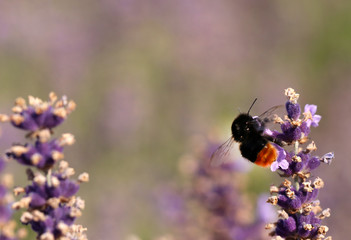 Bumble bee in lavender flower
