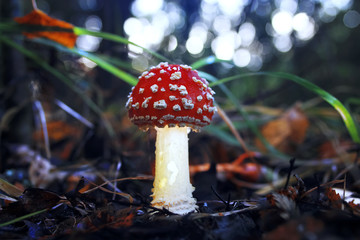 Different mushrooms in the clearing