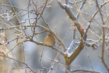 The bird is sitting on a branch
