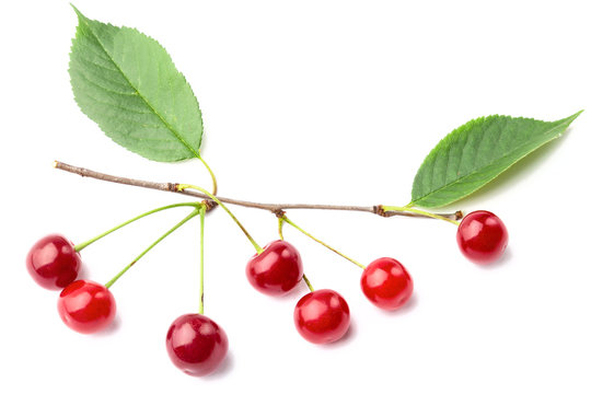 Branch of the cherry with ripe cherries and green leaves