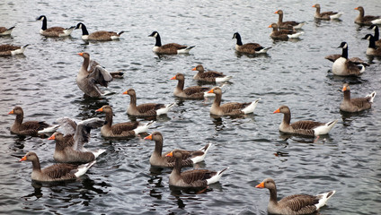 Geese on river