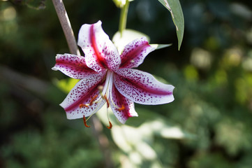 Stargazer Lily