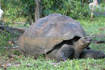 Obraz premium Giant Tortoises on the Galapagos Islands