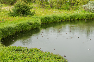 Patos no seu ambiente natural