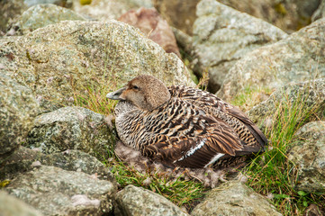 Patos no seu ambiente natural