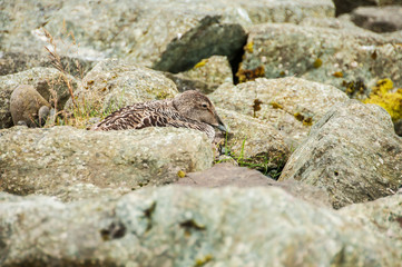 Patos no seu ambiente natural