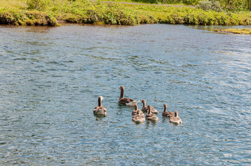 Patos no seu ambiente natural