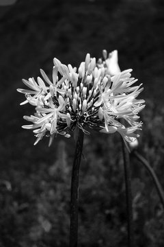 Kwiat miłości Agapanthus