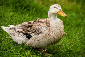 Patos no seu ambiente natural