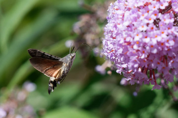Papillon Sphinx
