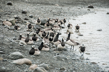 Patos no seu ambiente natural