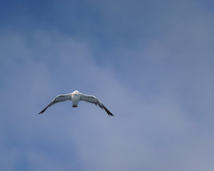 Seagull flying 