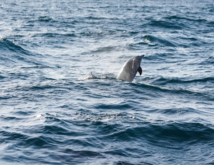 Obraz premium Dolphins Swimming in the Ocean - California 