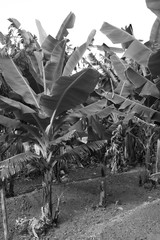Plantacja bananów © Karolina