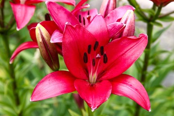 Red lily in the garden.