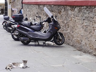 motocykle i koty na parkingu