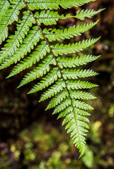 New Zealand fern (Cyathea dealbata) close-up, with focus on the upper plant detail.